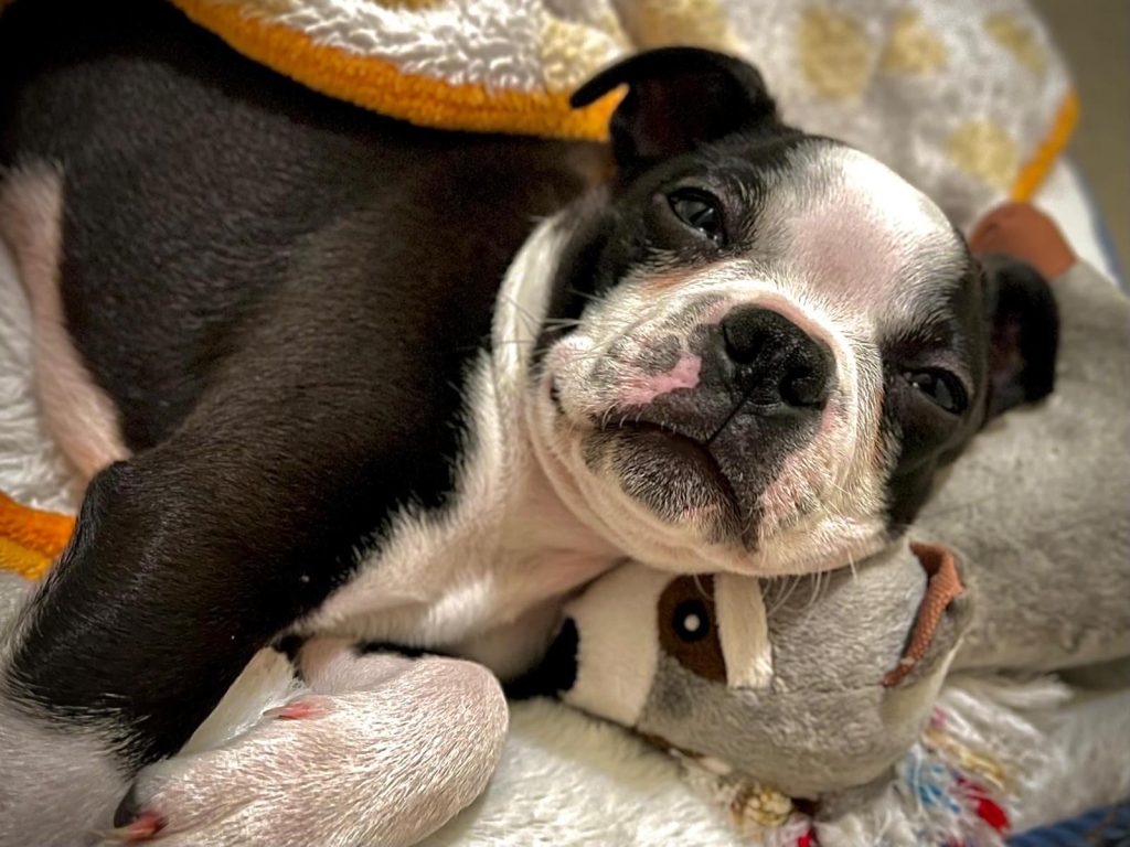 Voo internacional e cachorro com diarreia: família vive perrengue em primeira viagem com pet