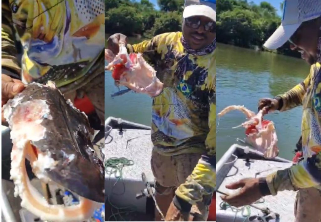 Casal fisga peixe em rio do Tocantins e se surpreende ao retirar apenas a carcaça do anzol: ‘Piranhas atacaram’