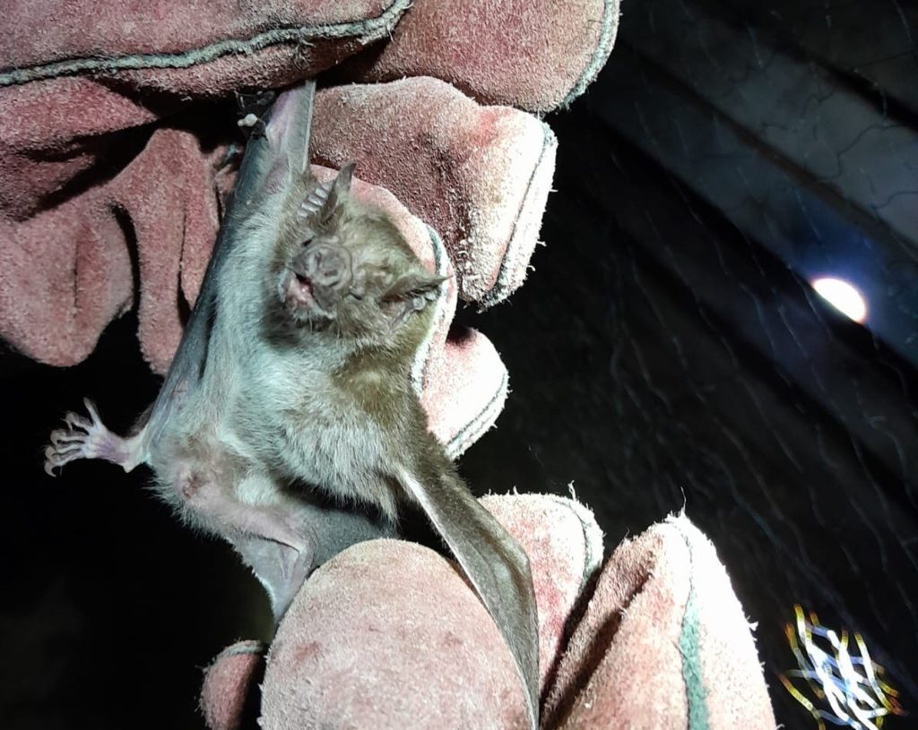 Após ataques a suínos e aves, agência de defesa faz controle de morcegos no Tocantins