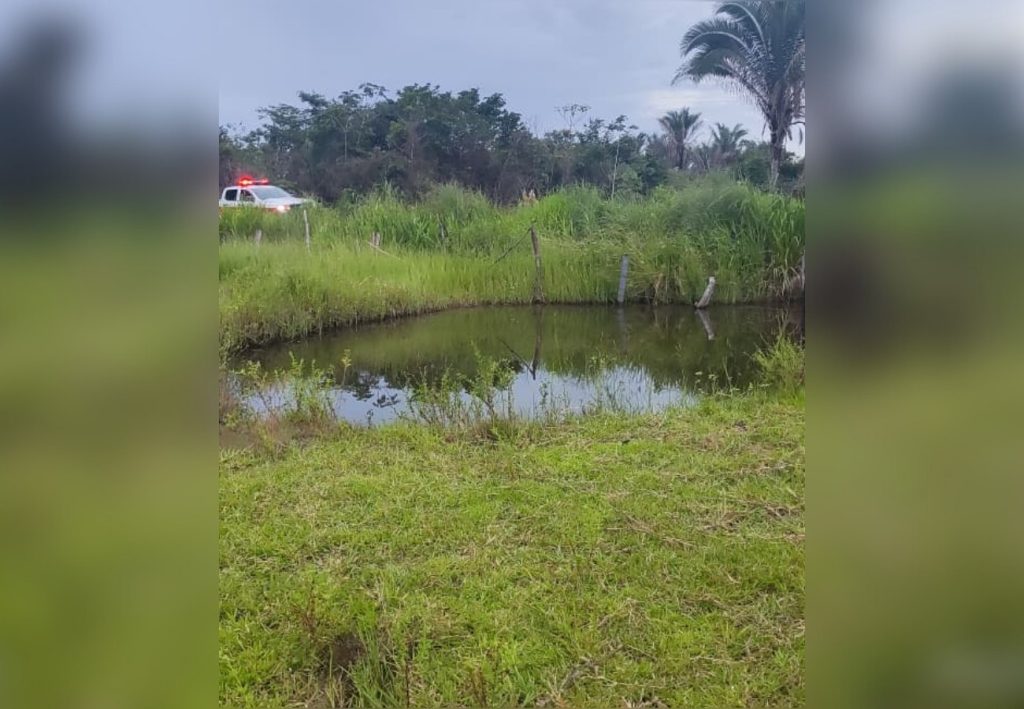 Idoso morto por abelhas no TO foi atacado por enxame migratório enquanto trabalhava em pastagem