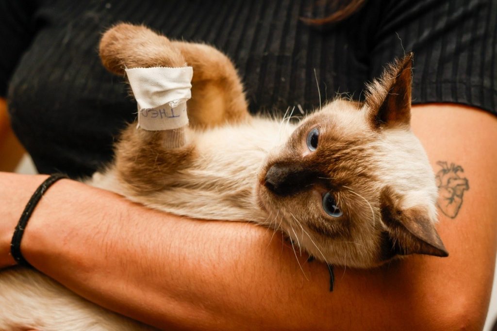 Castramóvel tem contrato renovado por R$ 4,1 milhões para castrar e microchipar cães e gatos; veja como agendar