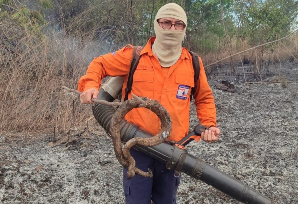 Jiboia é encontrada carbonizada após incêndio em área de vegetação em Palmas